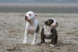 BOULEDOGUE AMERICAIN 229